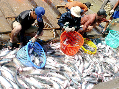 US DOC adjusts anti-dumping duty on Vietnam’s pangasius